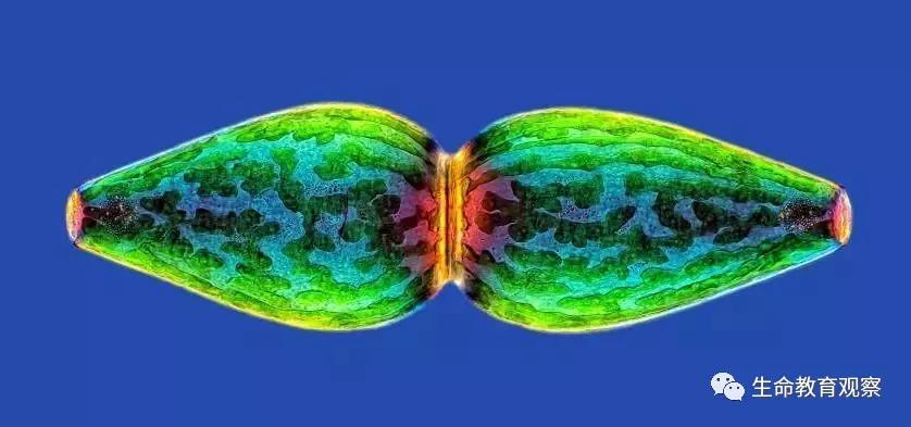看完后，整个人都有点不对劲了（传播生物知识）