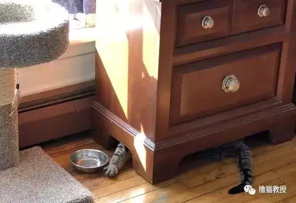 猫咪能明白人在哭吗,猫咪长大了一点为什么还总是叫