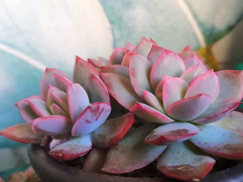 多肉水浇多了积水烂根怎么补救,玉露多肉烂根怎么补救后多久浇水