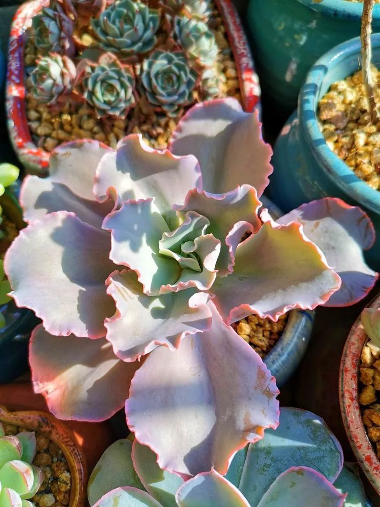 适合北方阳台党养的多肉,适合养在北阳台的多肉