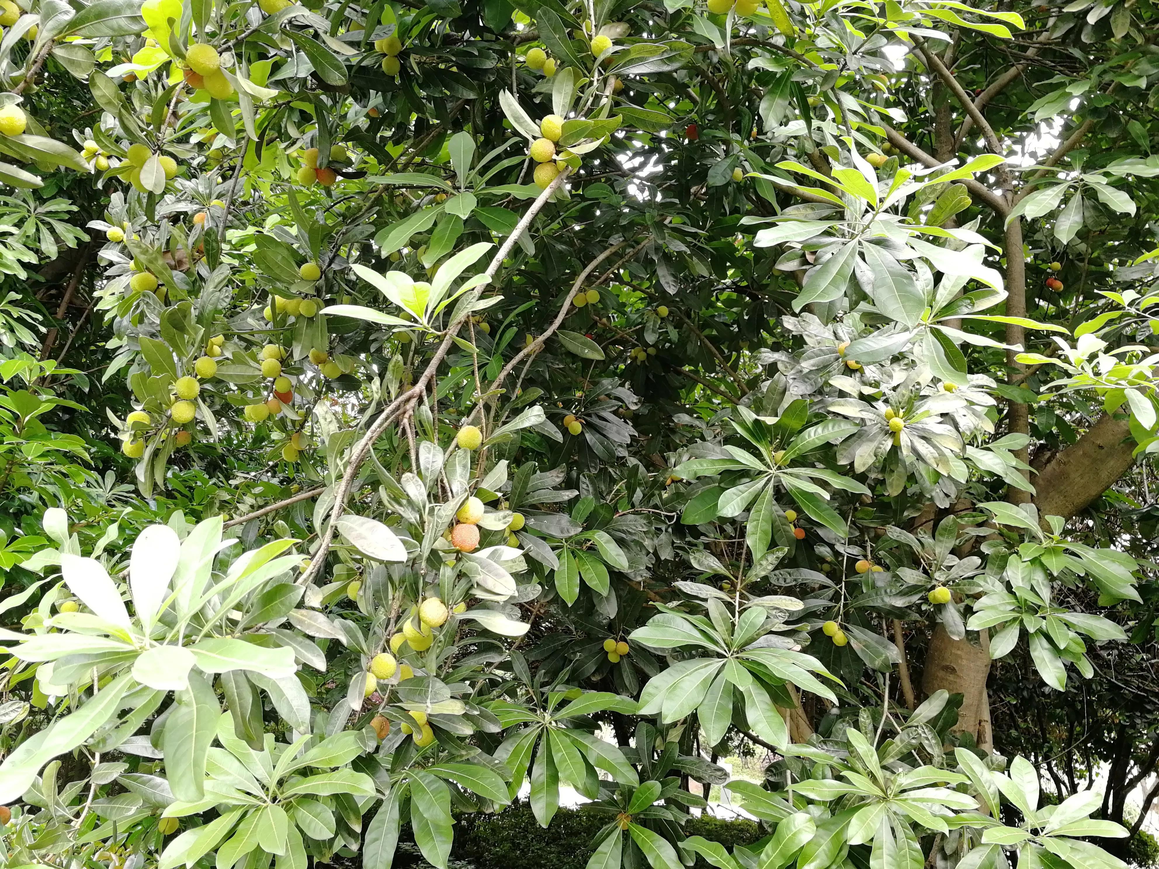 长沙梅溪湖,长沙梅溪湖步步高