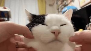 奇怪的知识增加了！猫咪简直就是液体做的