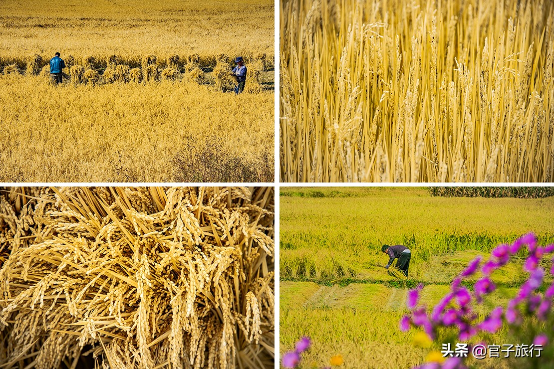 中华枫叶之路自驾游攻略,中华枫叶大道自驾游路线