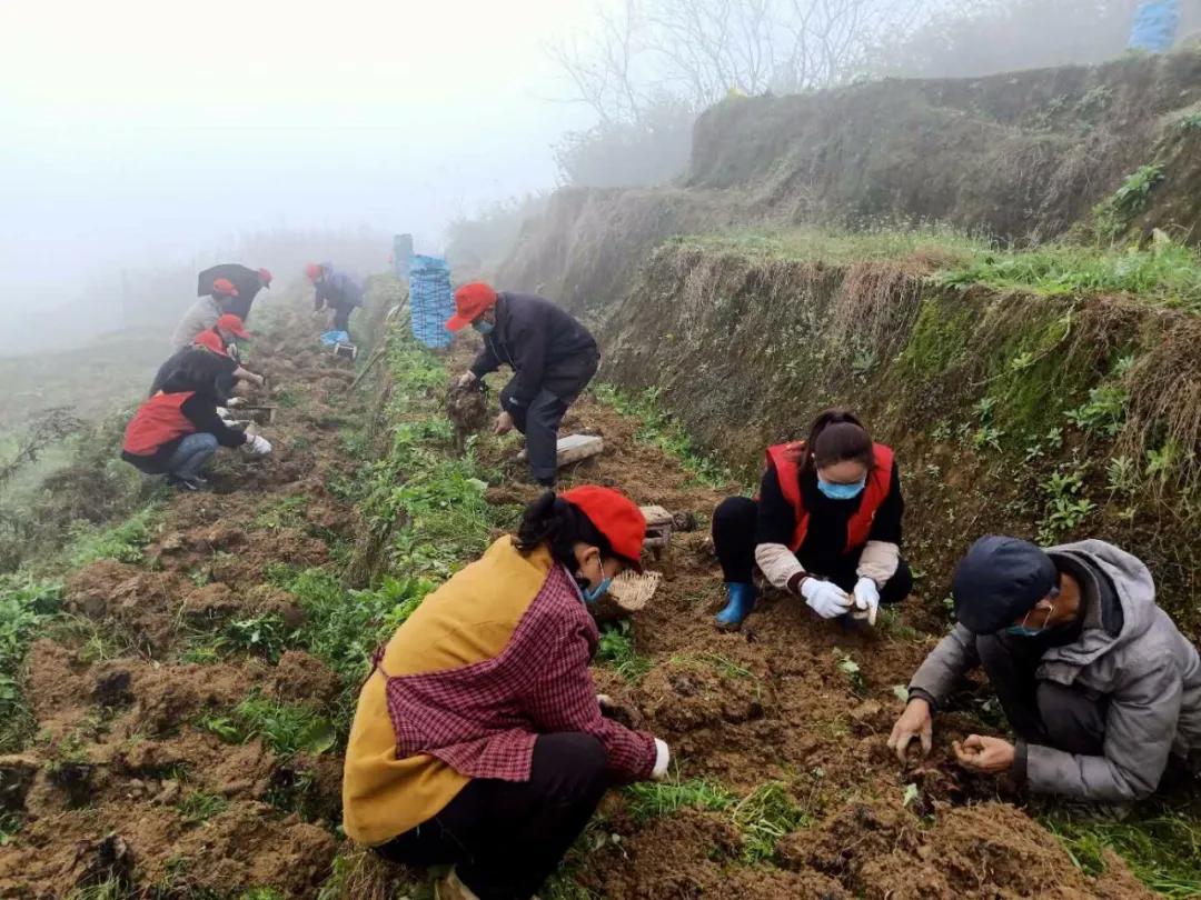 战疫助农滞销品突然销售火爆,战疫助农活动