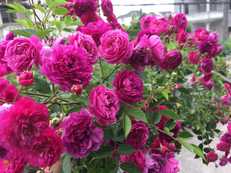 养花得了蚜虫蚧壳虫小黑飞，水里“加点它”，统统“灭干净”