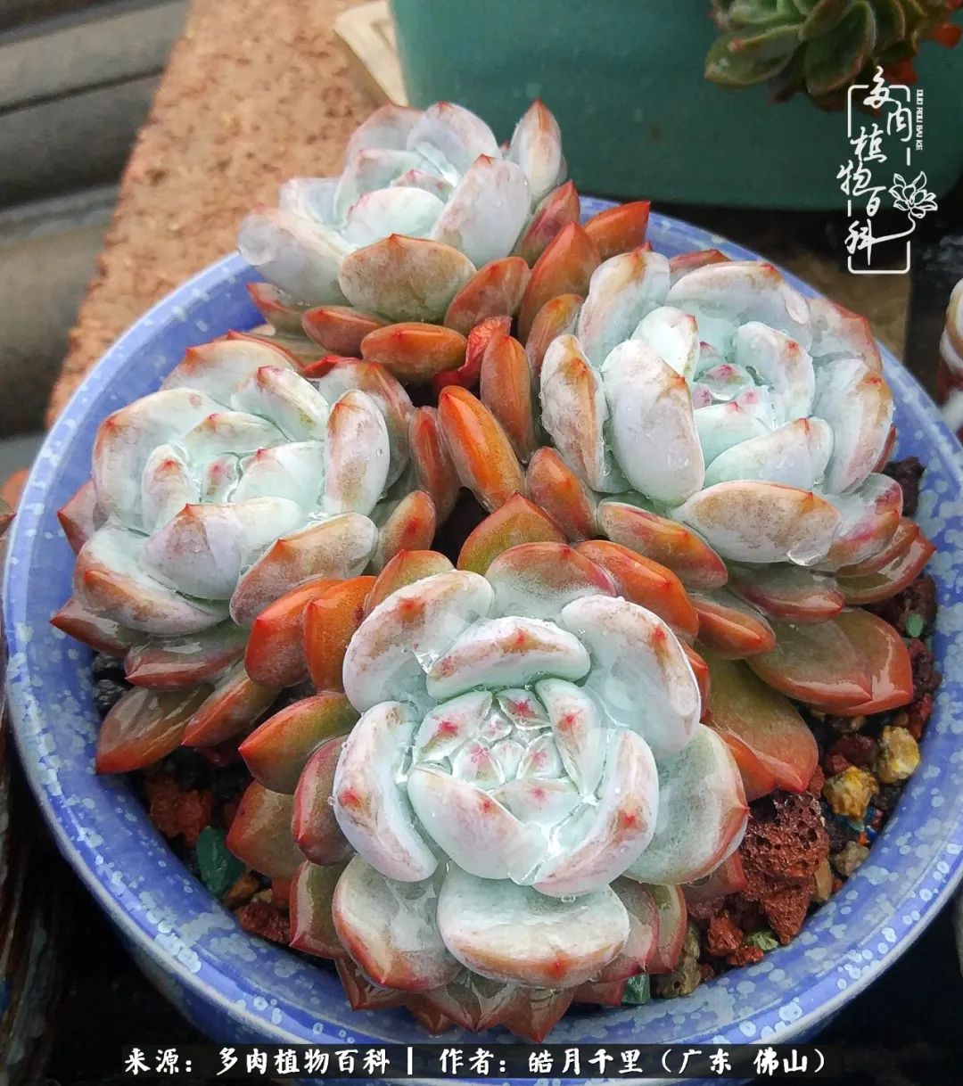 多肉娇气养不活多肉的10个秘密,养多肉是件很治愈的事情