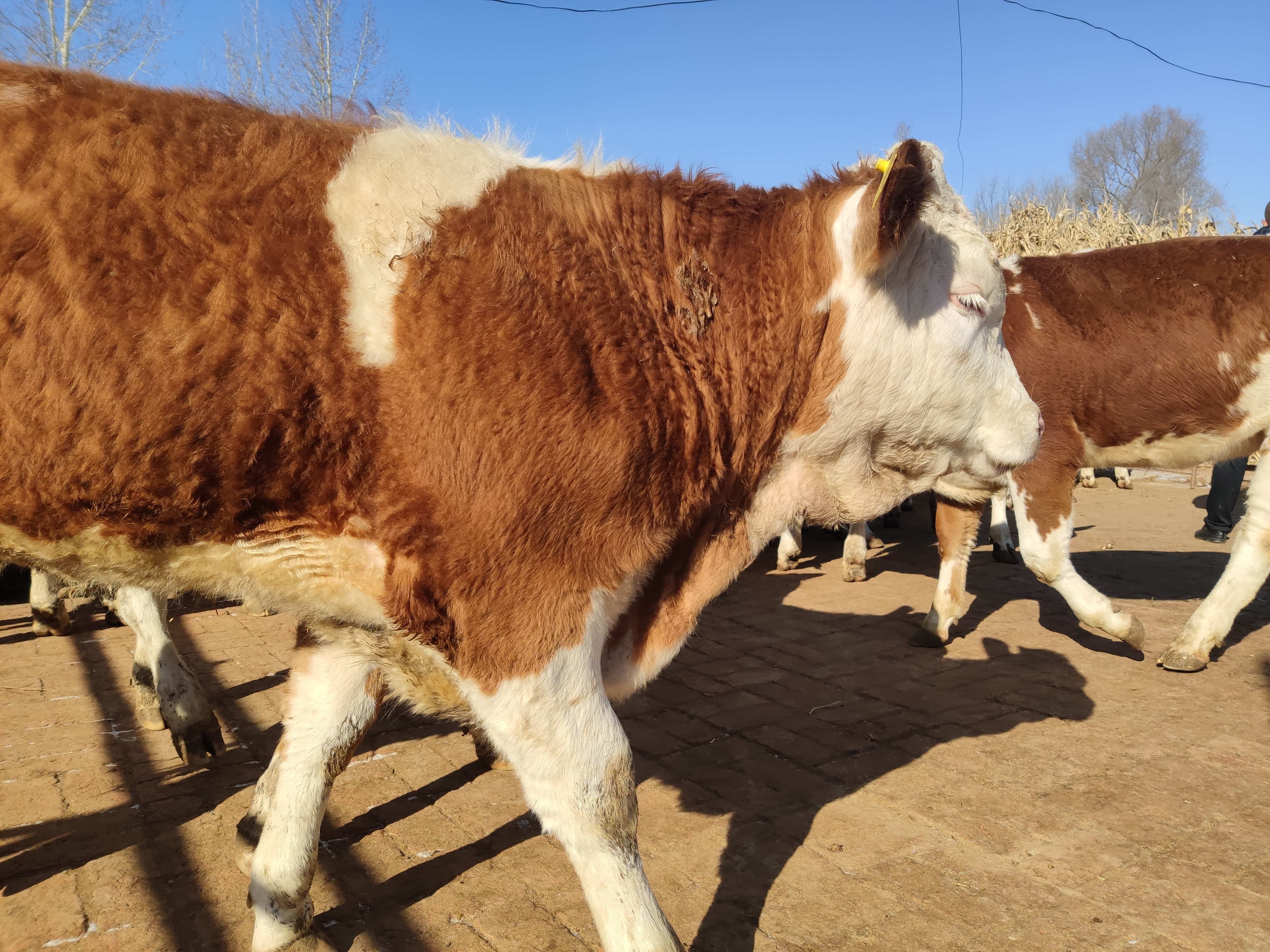 养牛风险大吗赚钱吗,养牛风险高吗