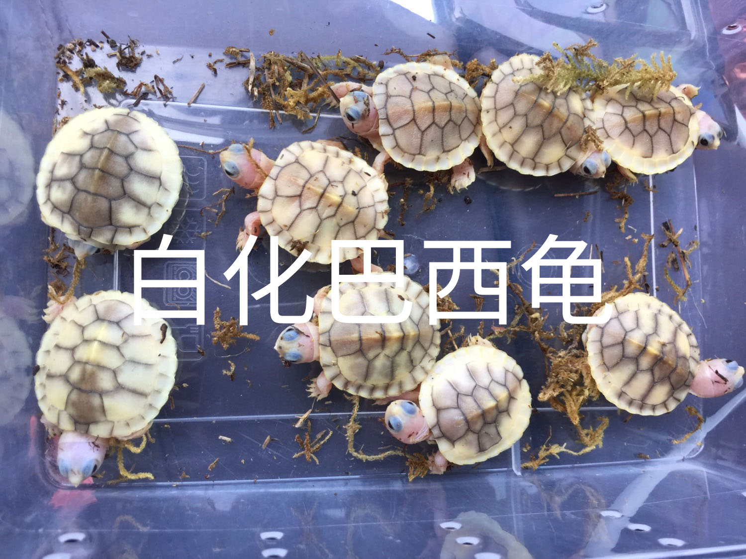 路边摆摊卖什么龟,花鸟市场卖什么龟