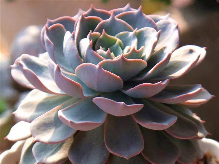 100种常见多肉的养法图片大全,60种好度夏的多肉植物