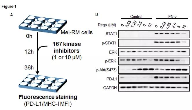 抗血管生成治疗联用pd1,抗血管生成药物能联合靶向治疗吗