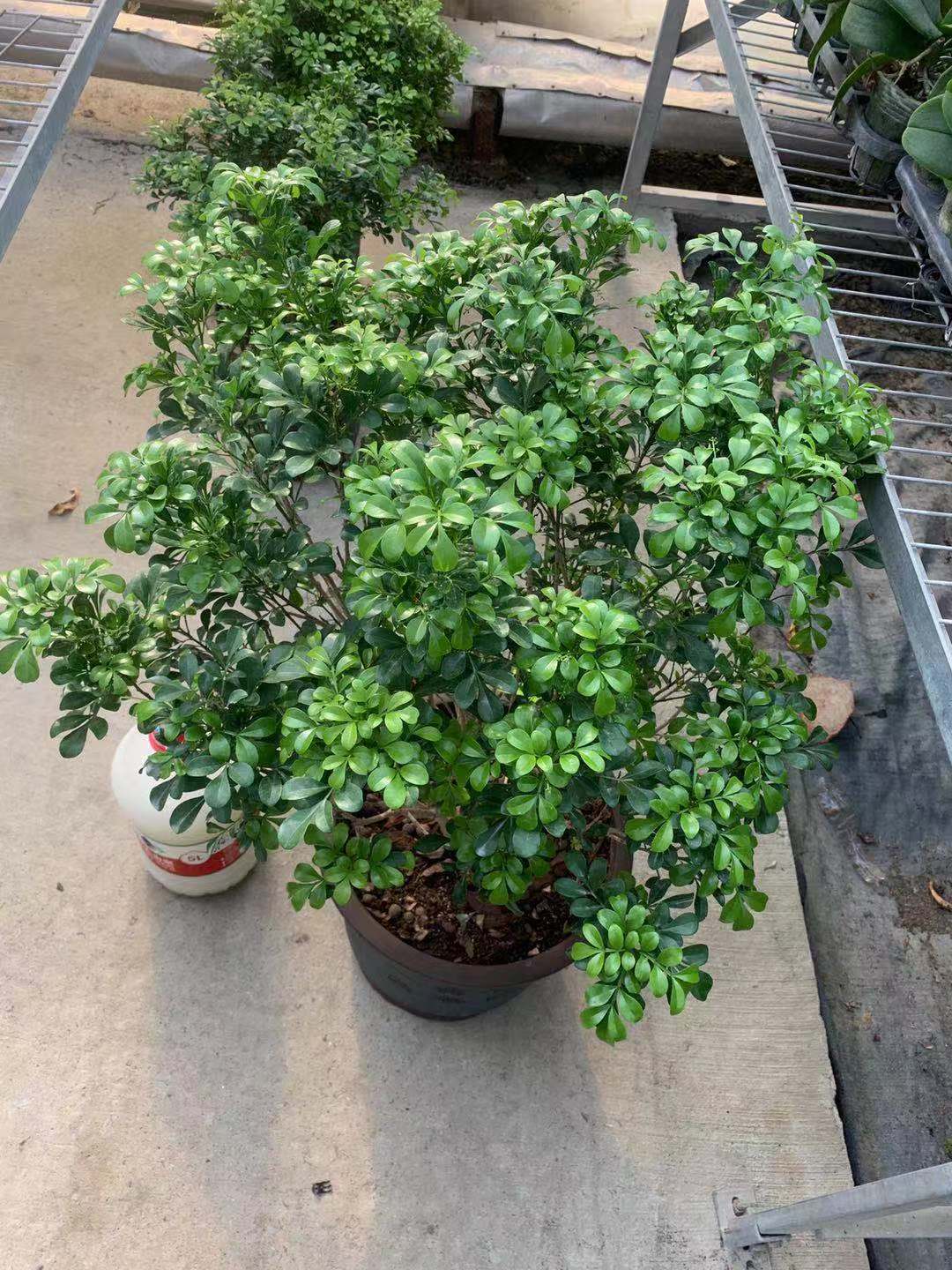 米兰的胶泥土怎么换,米兰盆栽土质坚硬如何改良