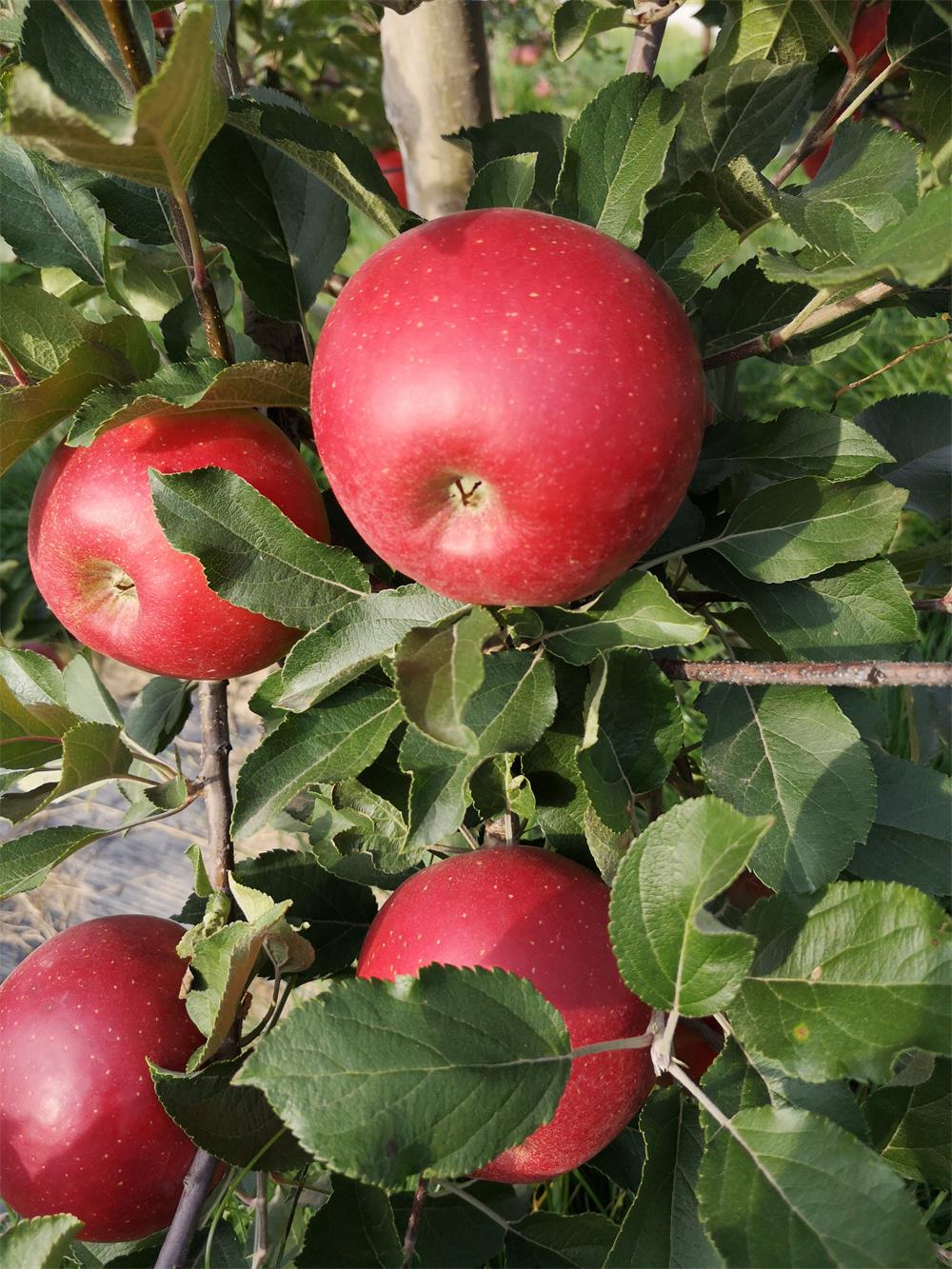 灞辫タ鑺煄涓夊疂,灞辫タ鑺煄楂樺北鑻规灉