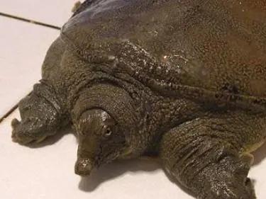 被甲鱼咬怎么办,被甲鱼咬了该怎么办