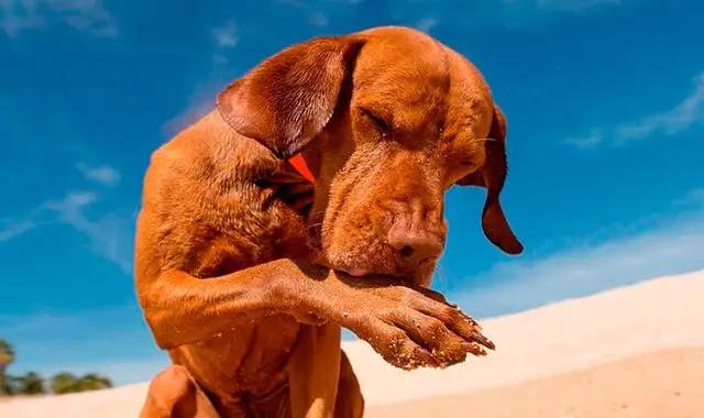 狗狗频繁的舔嘴是生病了吗,狗狗总是舔你的手是什么意思