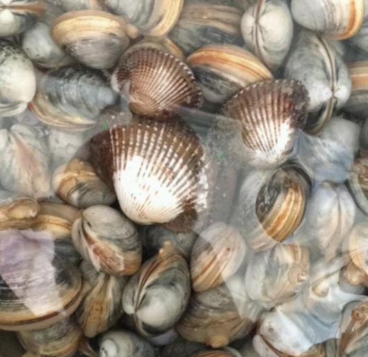 天津七里海赶海,偶遇赶海