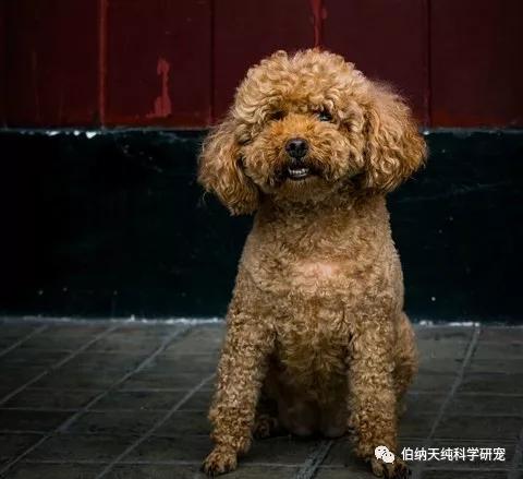 雪纳瑞的尾巴是长的还是短的,雪纳瑞尾巴有天生短的吗