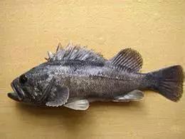 海南渔民整理的海鲜大全,渔民海鲜介绍