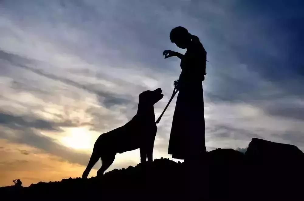 炸裂!因为一只猫,苏州人开启尖叫模式!