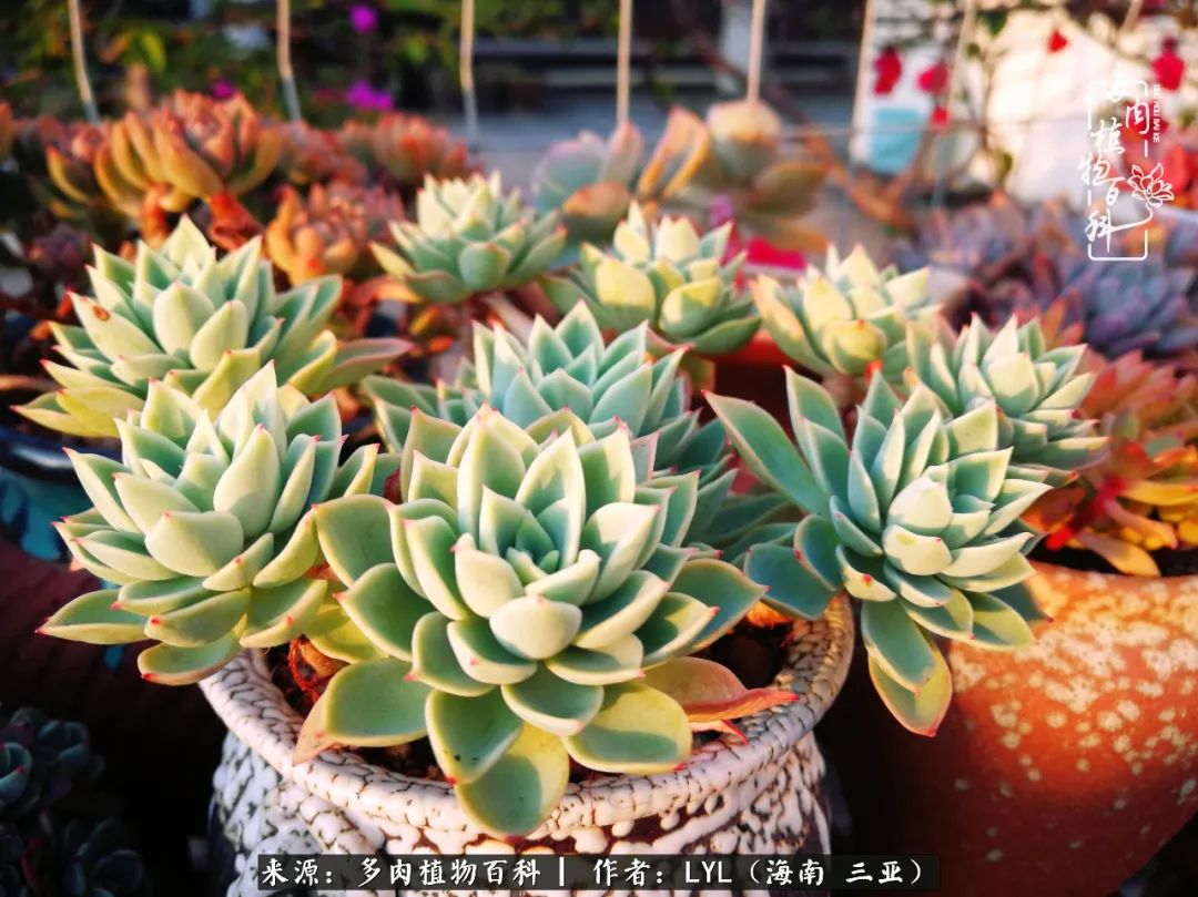 养多肉一年花了3万,养多肉一千多盆