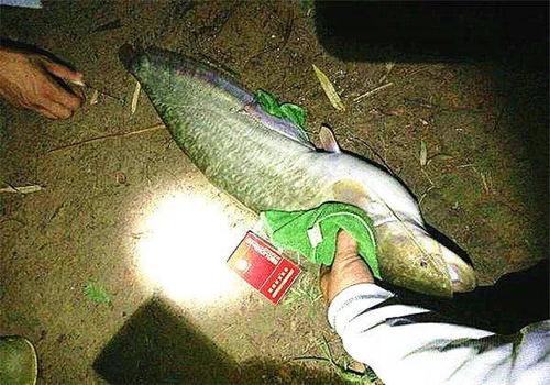 野钓大鲶鱼技巧及方法,野钓鲶鱼最佳方法