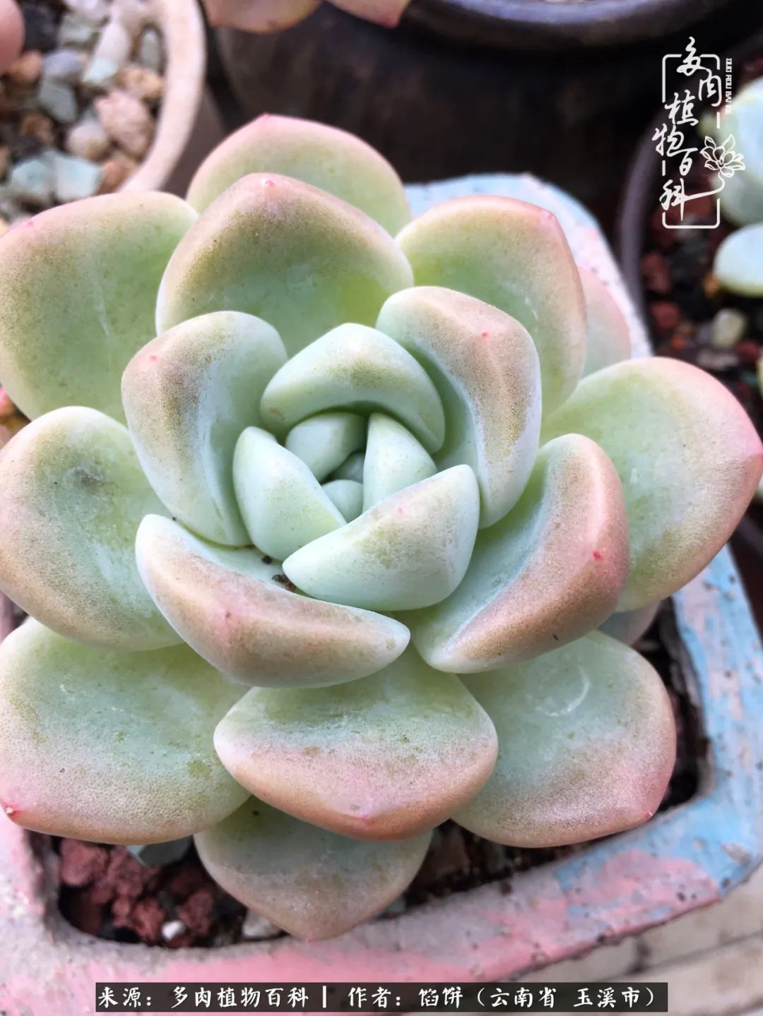 多肉对比图片,多肉对比高清图