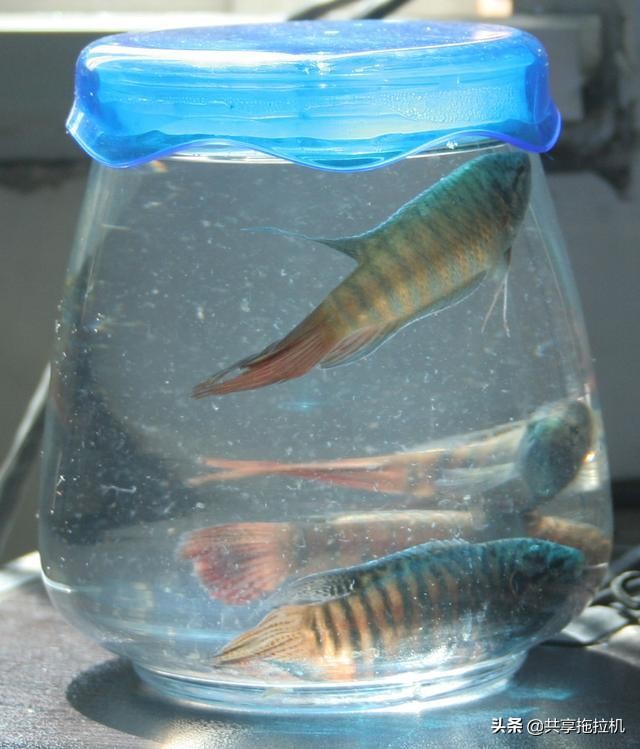 这种生态鱼,儿时的烂大街,如今能炒到几百块一条,满满的回忆