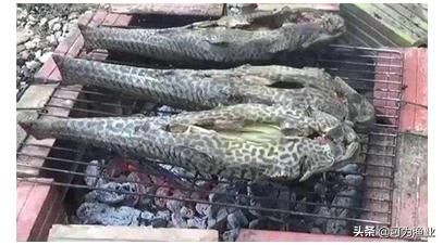 清道夫到底是好是坏秦明法医,清道夫真的有错吗