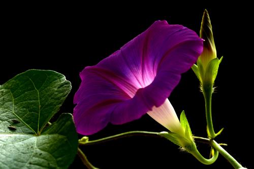 【西师夜读（音频）】牵牛花（第2期）