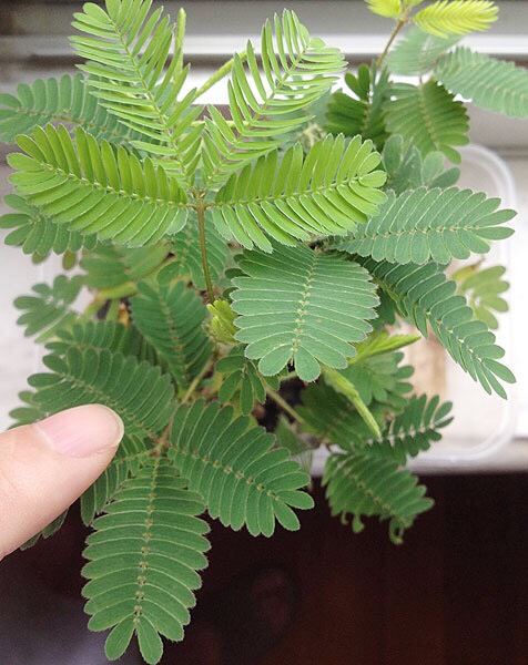 怎么养含羞草才容易开花,如何饲养含羞草有哪些注意事项