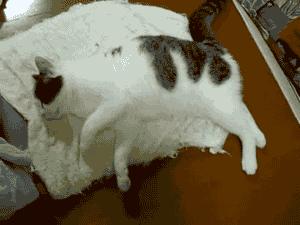 猫会像人一样做梦吗,猫老是做梦