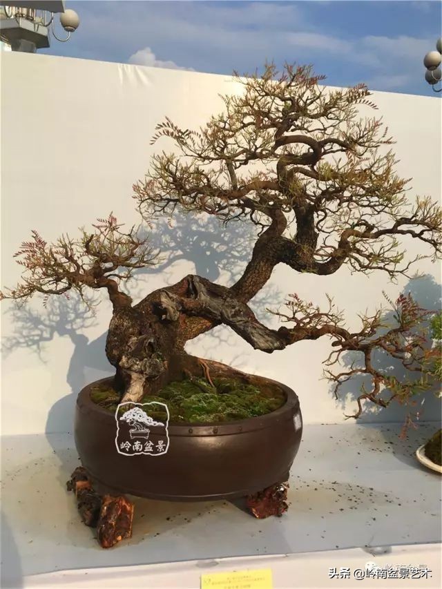 文人杂木盆景精品欣赏,可以做盆景的杂木图片大全