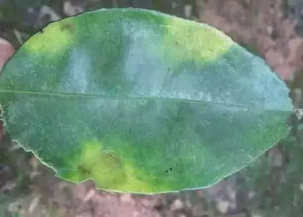 种脐橙果农,种橙子农民