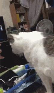 猫咪爱喝水泌尿系统会出问题吗,猫泌尿严重时吃左氧氟沙星有救吗