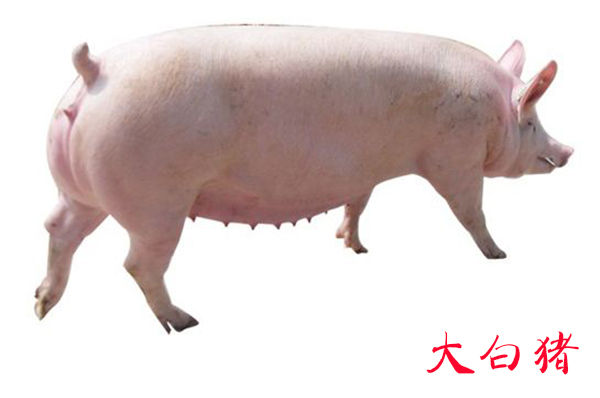 现在全国最新猪肉价格多少钱,目前猪肉价格最高和最低差多少钱