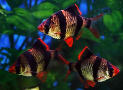 鱼百科动画,鱼百科大全图片