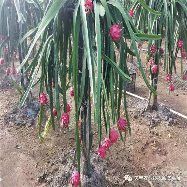 盆栽火龙果施肥,火龙果如何施肥