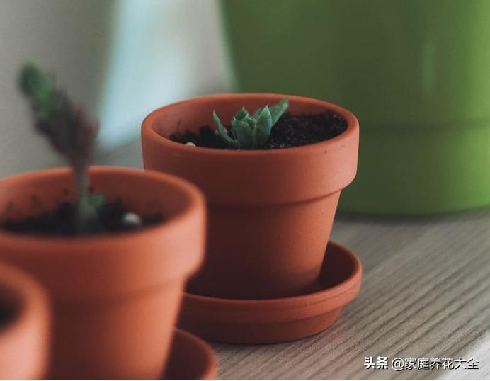 养花从播种到开花教程,新手养花的正确方法图解