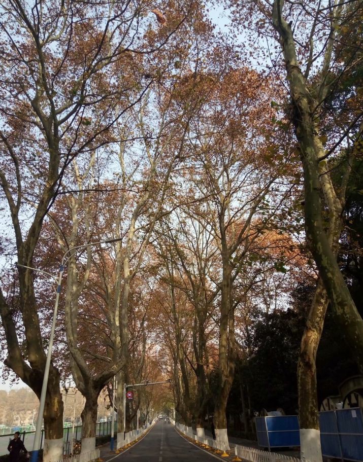 如何评价武汉这座城市,你觉得武汉怎么样英文