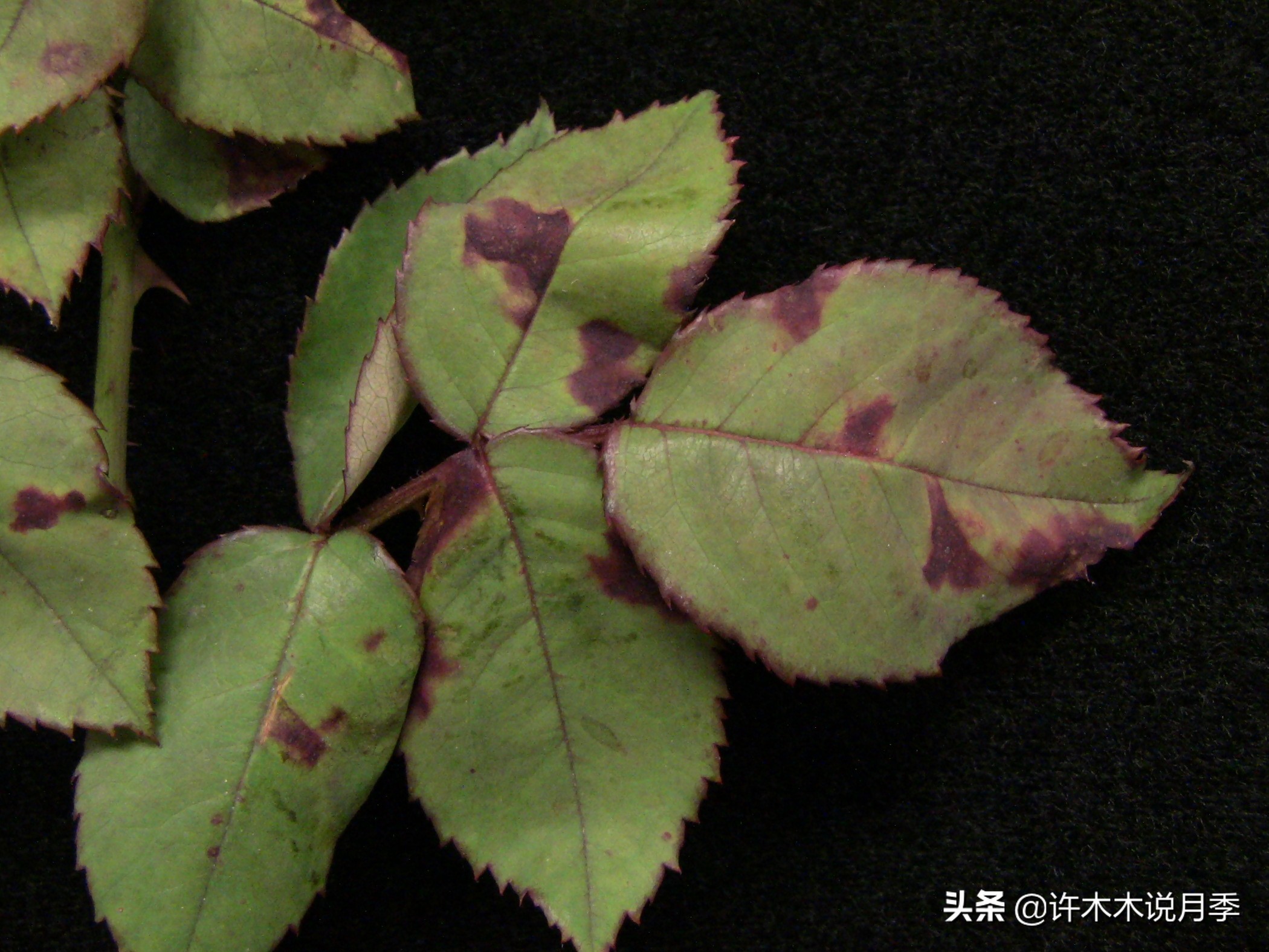 月季叶子枯萎怎么修剪,月季灰霉