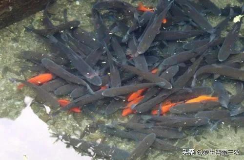 农村办厂致富项目室内装修,农村小项目致富项目