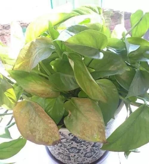 冬天植物被冻坏了怎么抢救,植物冻伤后怎么养