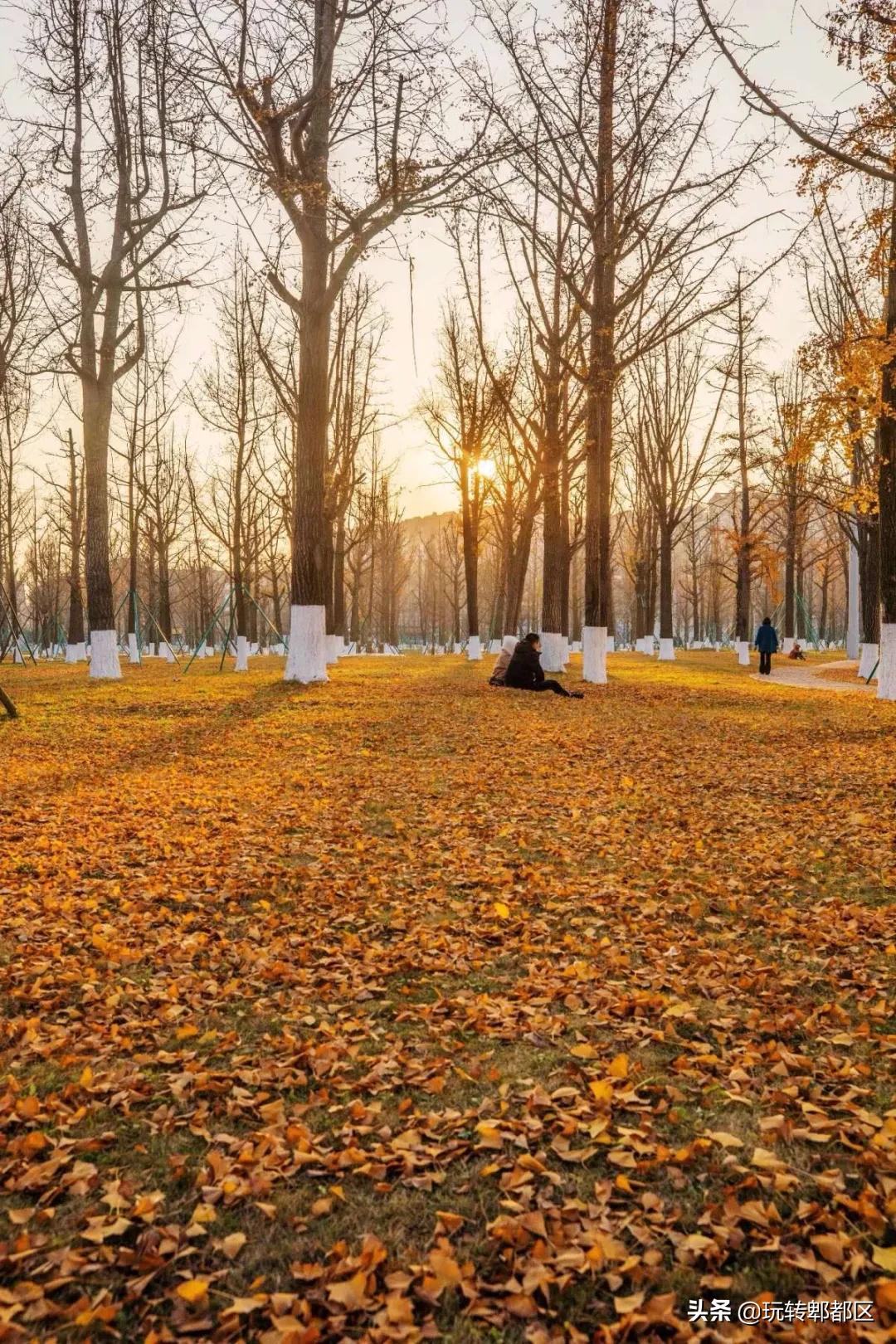 郫都区十大银杏打卡地,郫都区看银杏最好的地方