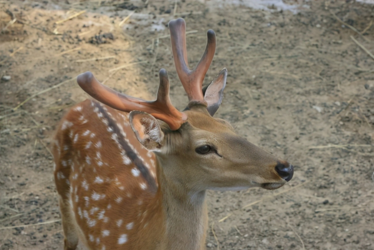 梅花鹿为什么夏天才有斑点,梅花鹿怎么没长鹿茸