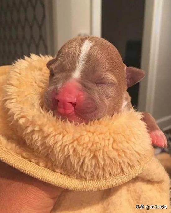 天生唇裂，丑到连亲妈都认不出，这只斗牛犬如今逆袭成白富美