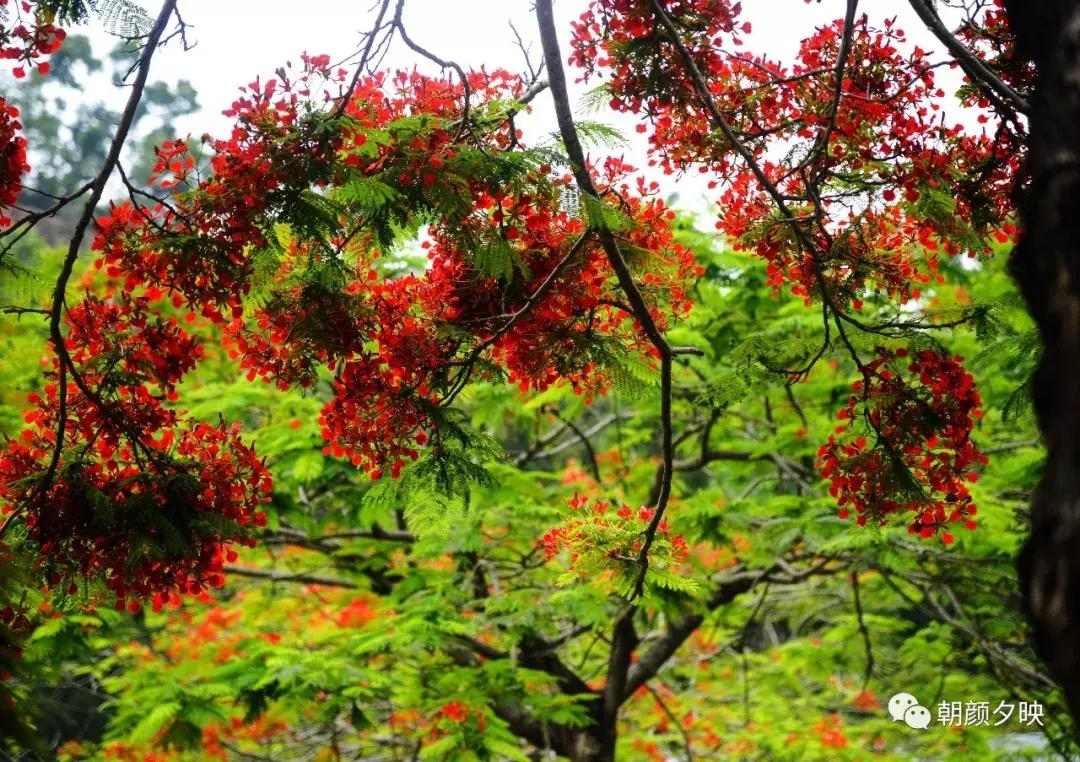 凤凰浴火时,盛夏晚晴天