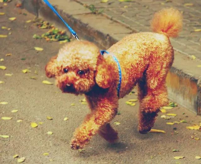 狗狗教狗站立,怎么样可以教狗狗学会站立