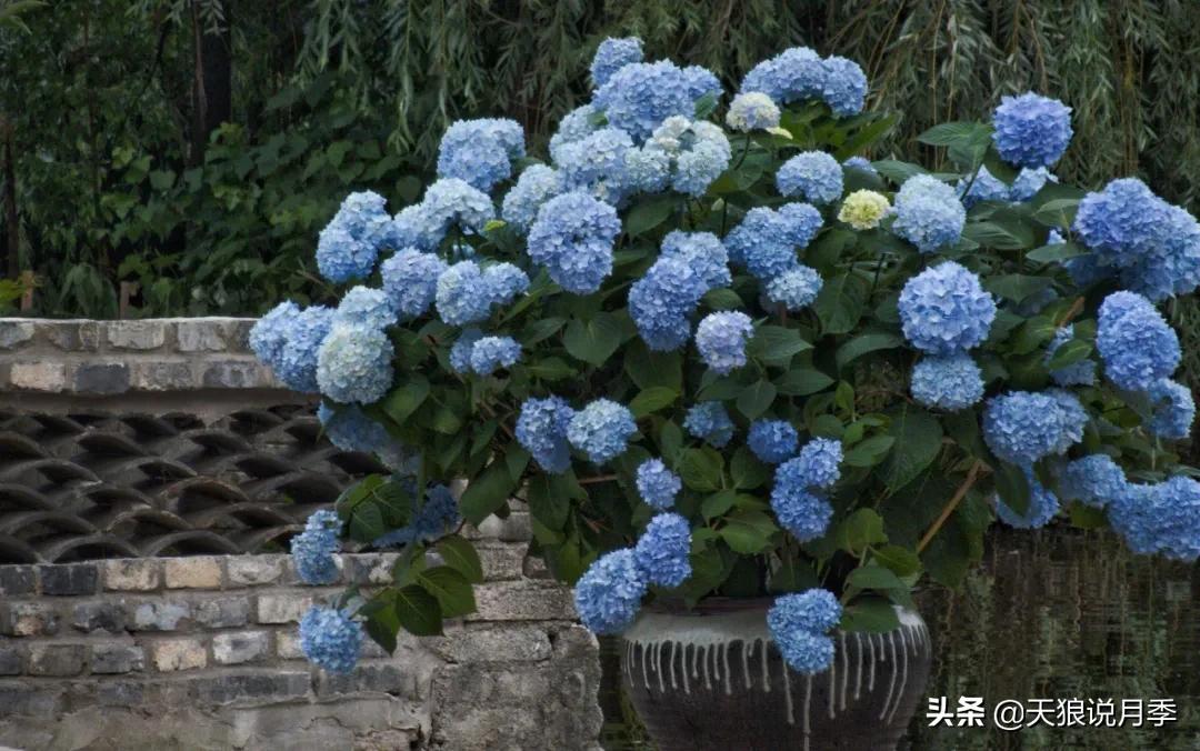 圆滚滚的绣球，瀑布般的花墙，这届花友也太会种花了吧