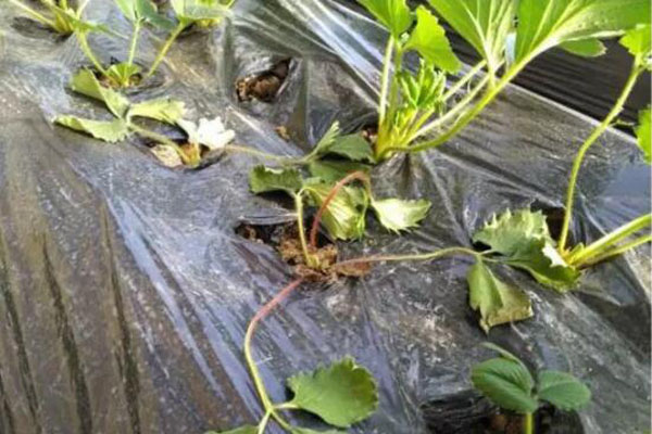 草莓移栽20天死苗是什么原因,草莓种一个月叶子枯死