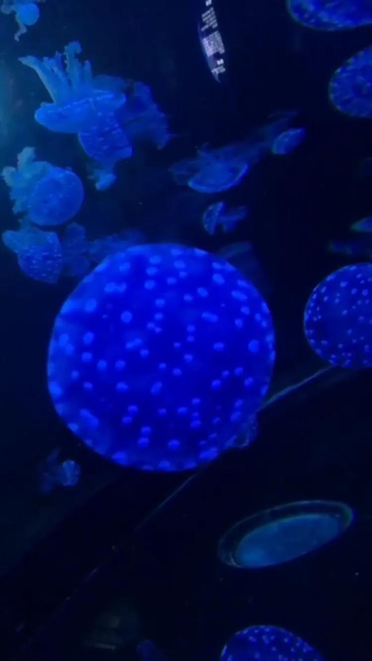 南京海底世界游览图,南京海底世界门票