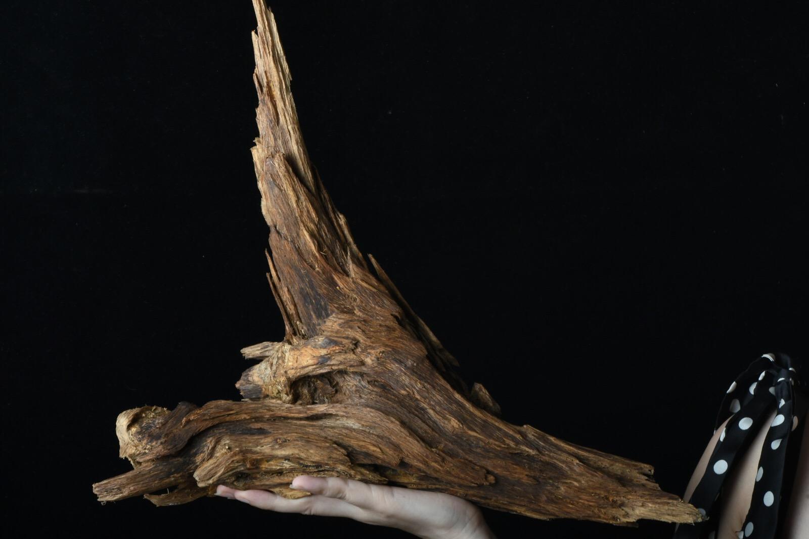 行走的荷尔蒙完整,行走的荷尔蒙英文